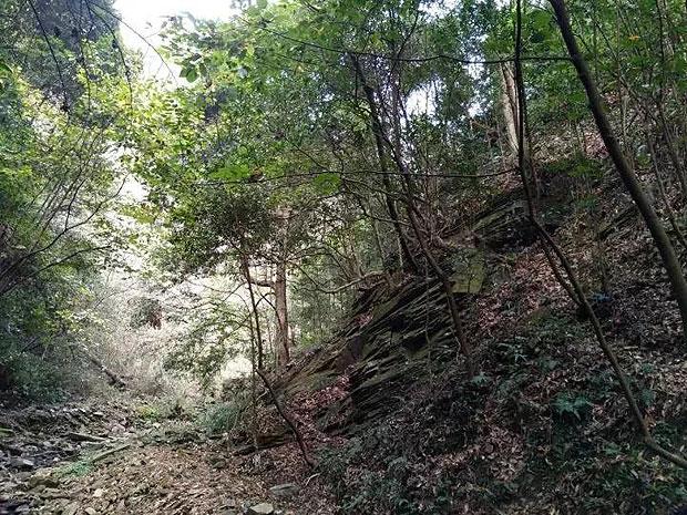 植物大战僵尸3