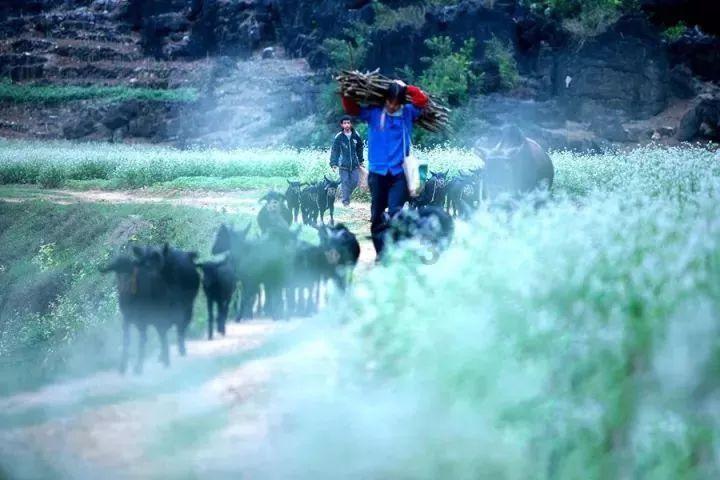 小猫钓鱼开船版最新版下载