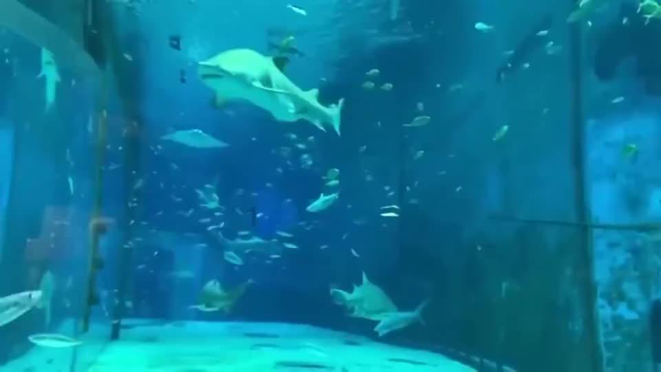 88影视
