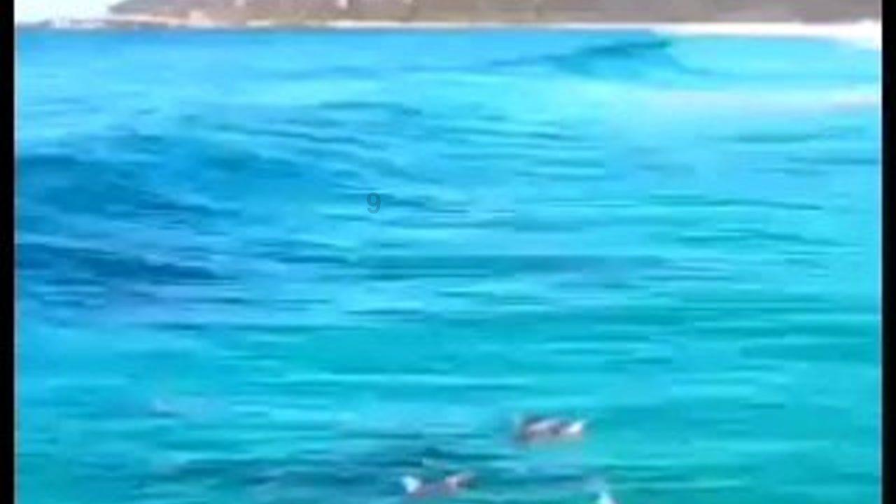 口袋侏罗纪