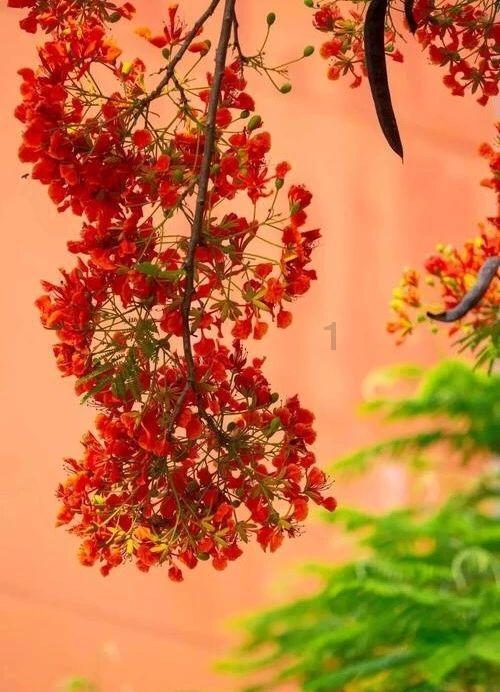 黑暗之魂