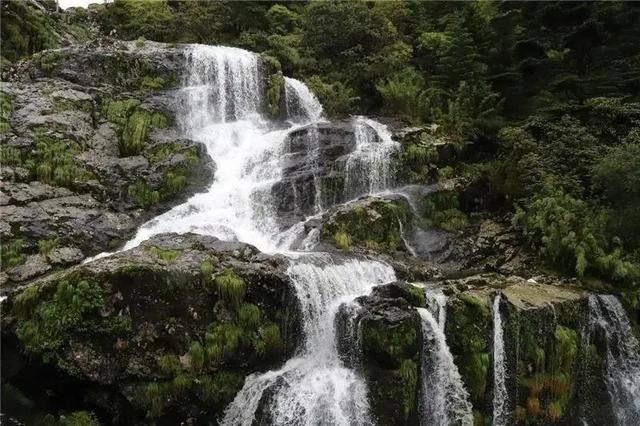 赤麻鸭现身青海门源县