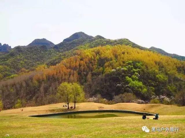 拯救精灵的土地5